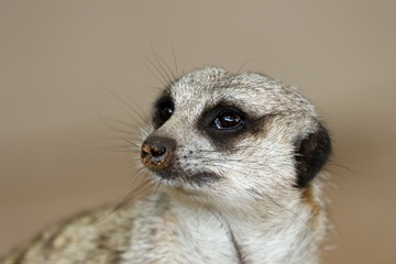 Meerkat